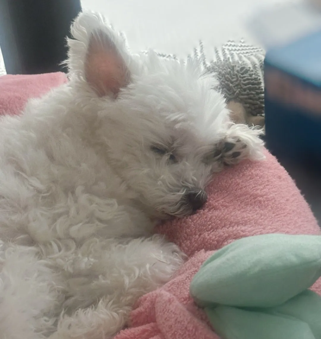 2666*エコバッグ 里吉うたの