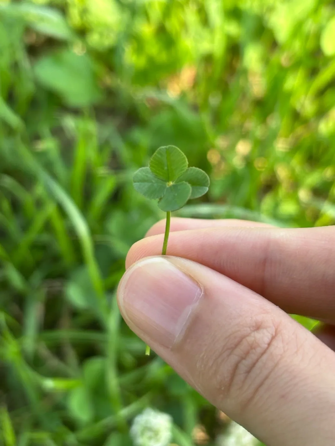 ☘️四つ葉 小林萌花☘️